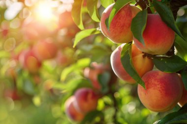 Meyve bahçesindeki ağaçta olgun şeftaliler. Yakın plan..