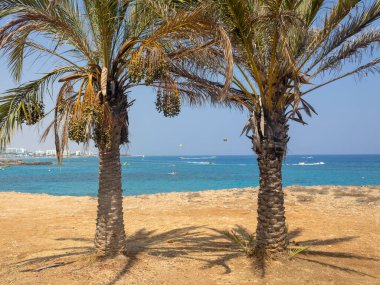 Kıbrıs 'ın Protaras kentindeki İncir Ağacı Koyu plajında iki palmiye ağacı 