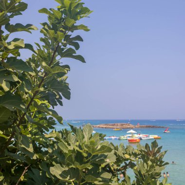 İncir yaprakları arasında İncir Ağacı Koyu sahili manzarası, Protaras, Kıbrıs