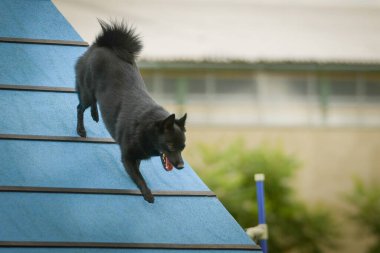 Köpek, çeviklik A çerçevesinde koşuyor. Harika bir akşam, Engel bir spor müsabakası için özel çeviklik eğitimi alıyor.