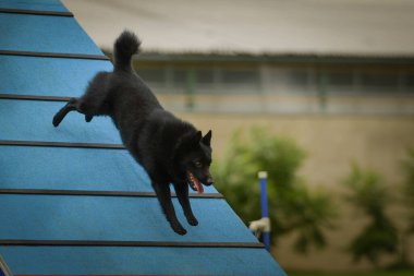 Köpek, çeviklik A çerçevesinde koşuyor. Harika bir akşam, Engel bir spor müsabakası için özel çeviklik eğitimi alıyor.