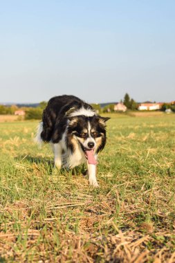 Border collie çimlerde koşuyor. O çok çılgın bir köpek..