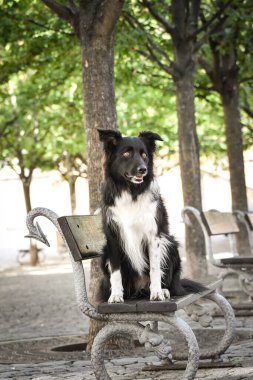 Border collie bankta oturuyor. Köpek Prag 'da şehir merkezinde..