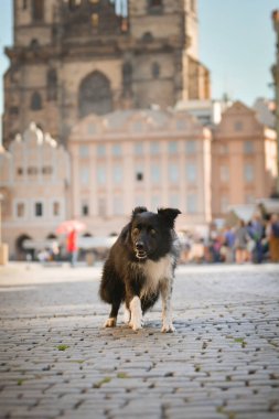 Border collie şehir merkezinde duruyor. Prag 'ın merkezinde. Çok sabırlı bir model..