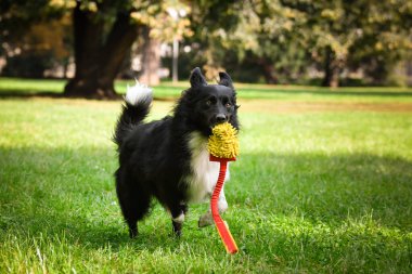Üç renkli renkteki çoban köpeğinin güz yüzü yaprakların içinde çok tatlı. Çok güzel bir yüzü var..