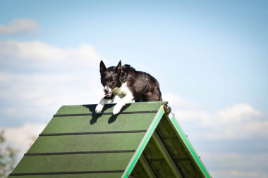 Köpek, çeviklik A çerçevesinde koşuyor. Harika bir akşam, Engel bir spor müsabakası için özel çeviklik eğitimi alıyor.