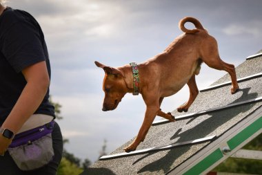 Köpek, çeviklik A çerçevesinde koşuyor. Harika bir akşam, Engel bir spor müsabakası için özel çeviklik eğitimi alıyor.