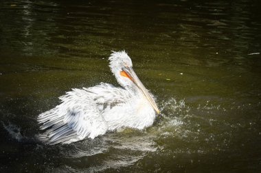 Suyun üzerindeki pelikanın hayvanat bahçesindeki portresi. Hayret verici hayvanlar. Ve çok iyi görünüyorlar..