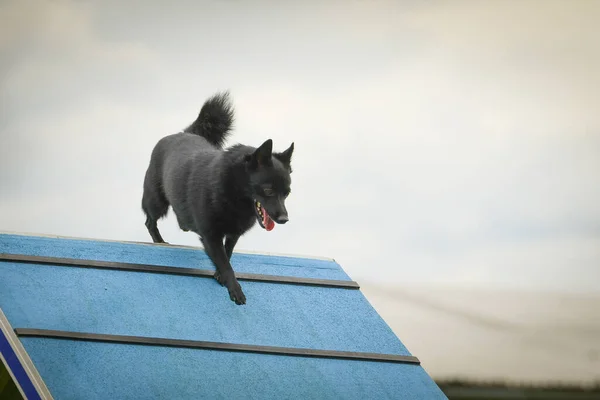 Собака Бежит Ловкости Рама Удивительный Вечер Hurdle Частной Тренировкой Ловкости — стоковое фото
