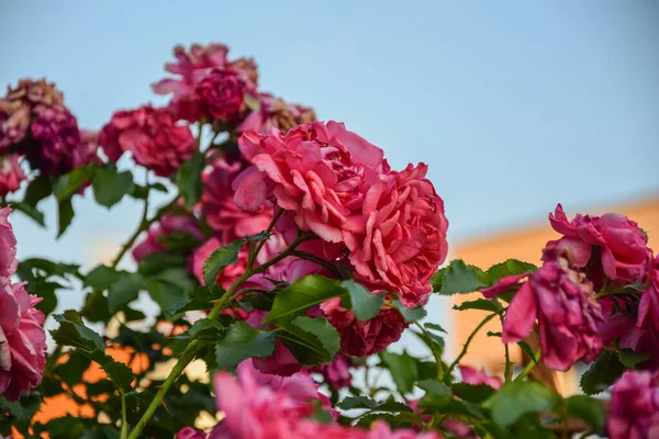 Hermosas Rosas Rojas Florecen Jardín Rosas Rojas Arbusto Jardín Cerca —  Fotos de Stock