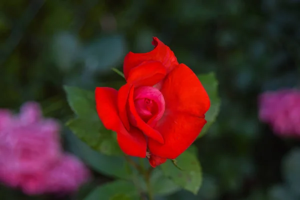 Hermosas Rosas Rojas Florecen Jardín Rosas Rojas Arbusto Jardín Cerca —  Fotos de Stock