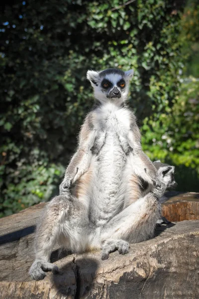 Lemur Kata Trávu Kterou Našel Podlaze — Stock fotografie