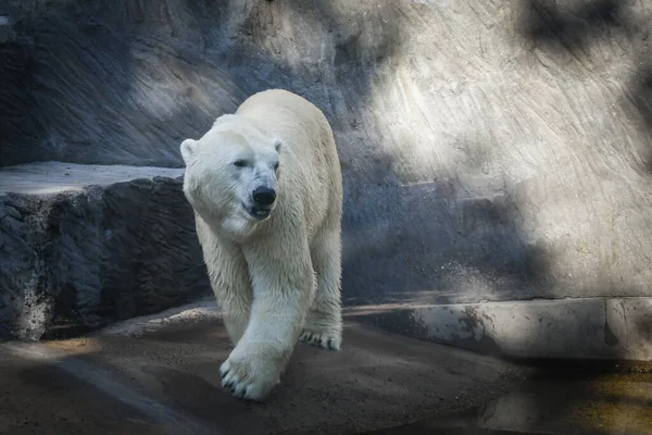 Ours Polaire Zoo Animal Captivité Ours Nord — Photo