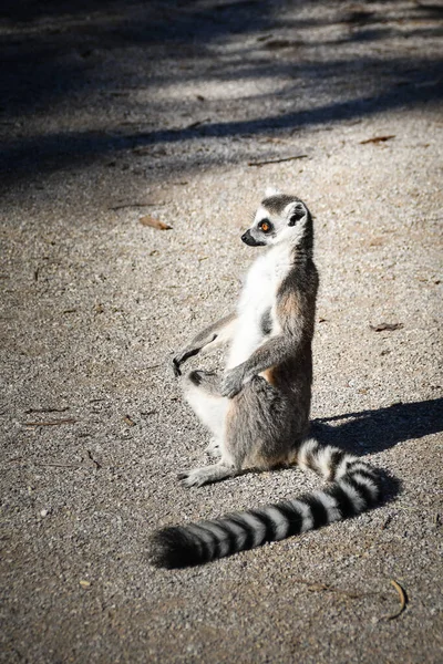 Lemur Kata Está Comendo Alguma Grama Branquela Que Ele Encontrou — Fotografia de Stock
