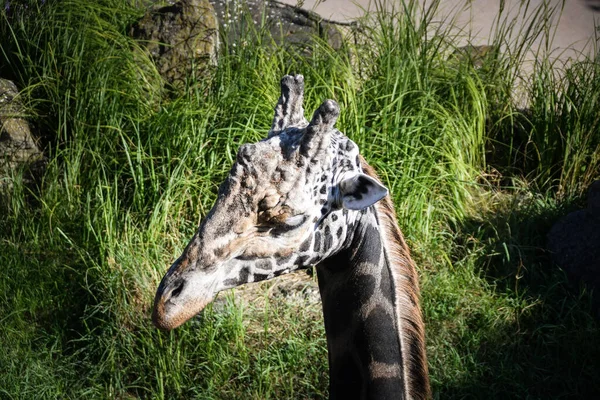 Angolan Giraffe Giraffa Camelopardalis Angolensis Also Known Namibian Giraffe Zoo — Stock Photo, Image