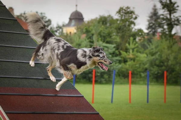 Dog Está Correndo Agilidade Moldura Noite Incrível Obstáculo Ter Treinamento — Fotografia de Stock