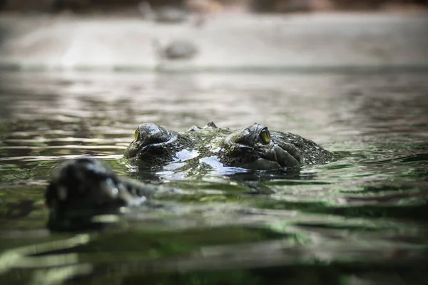 Krokodýlí Oči Hluboké Vodě Hlad Oku — Stock fotografie