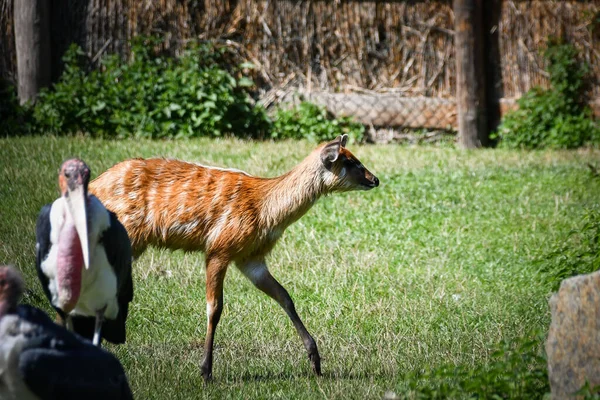 African Antelope Queda Zoológico Cerca Valla Tienen Lugar Para Vivir — Foto de Stock