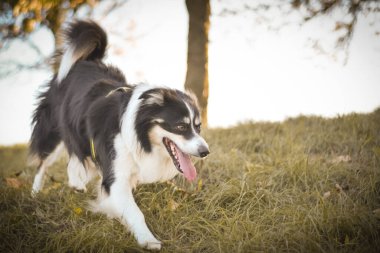 Border collie çimlerde koşuyor. O çok çılgın bir köpek..