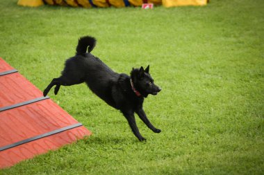 Köpek, çeviklik A çerçevesinde koşuyor. Harika bir akşam, Engel bir spor müsabakası için özel çeviklik eğitimi alıyor.