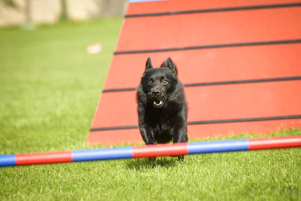 Dog, is running in agility A frame.  Amazing evening, Hurdle having private agility training for a sports competition