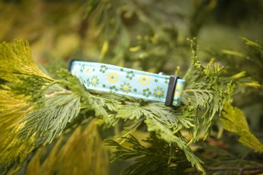 Her köpek için güzel bir tasma. Herkes çok yakışmış.!