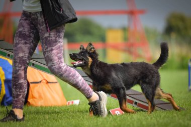 Köpek yeni şeyler öğretiyor. Kamptaki çılgın köpek..