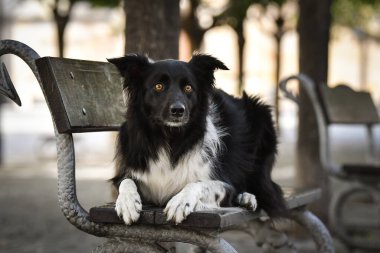 Sınır çobanı bankta yatıyor. Köpek Prag 'da şehir merkezinde..