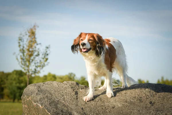 Kooikerhondje taşın üzerinde duruyor. Köpek Prag 'da şehir merkezinde..