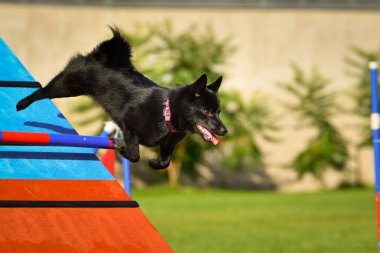 Köpek, çeviklik A çerçevesinde koşuyor. Harika bir akşam, Engel bir spor müsabakası için özel çeviklik eğitimi alıyor.