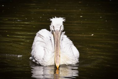 Suyun üzerindeki pelikanın hayvanat bahçesindeki portresi. Hayret verici hayvanlar. Ve çok iyi görünüyorlar..