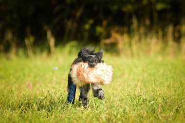 Koşan köpek yavrusunun portresi. Çok tatlı bir köpek..