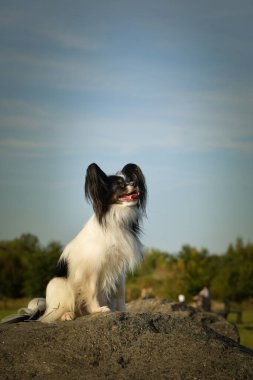 Pappilon taş üstünde dileniyor. Köpek Prag 'da şehir merkezinde..