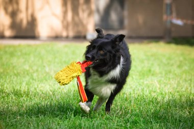 Üç renkli renkteki çoban köpeğinin güz yüzü yaprakların içinde çok tatlı. Çok güzel bir yüzü var..