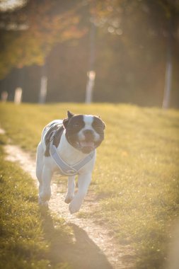 Yoldaki Fransız Buldog 'un sonbahar portresi. Bu suratla çok tatlı görünüyor. Çok güzel bir yüzü var..