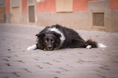 Border collie is laying in city center. She is in center of Prague. She is so patient model.