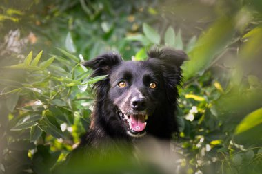 Üç renkli renkteki çoban köpeğinin güz yüzü yaprakların içinde çok tatlı. Çok güzel bir yüzü var..