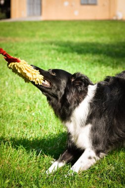 Üç renkli renkteki çoban köpeğinin güz yüzü yaprakların içinde çok tatlı. Çok güzel bir yüzü var..