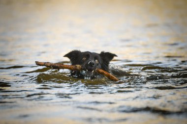 Sınır çobanı suyun üstünde duruyor. Prag 'ın merkezinde. Çok sabırlı bir model..