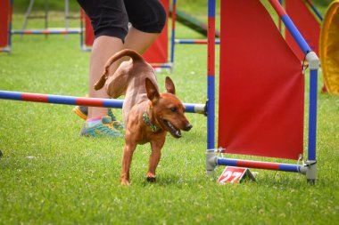 Köpek engellerin üzerinden atlıyor. Czech çeviklik özel eğitiminde harika bir gün.