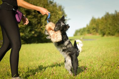 Koşan köpek yavrusunun portresi. Çok tatlı bir köpek..