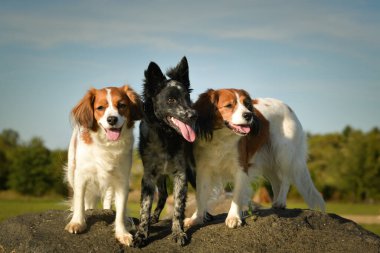 Üç köpeğin portresi. Yaz doğasında oturuyorlar..
