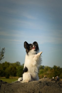 Pappilon taş üstünde dileniyor. Köpek Prag 'da şehir merkezinde..
