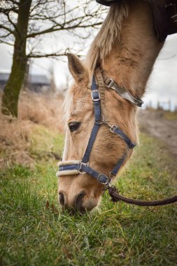 At binmeye hazırlanıyor. Atlısını bekliyor..