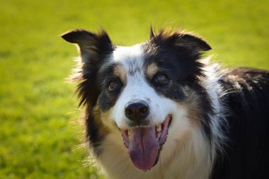Köpek çimlerin üzerinde yatıyor. O çok çılgın bir köpek..