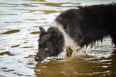 Sınır çobanı suyun üstünde duruyor. Prag 'ın merkezinde. Çok sabırlı bir model..