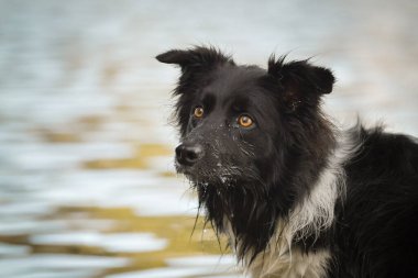 Sınır çobanı suyun üstünde duruyor. Prag 'ın merkezinde. Çok sabırlı bir model..