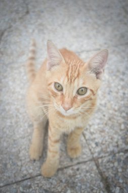 Oteldeki kedi. Şirin hayvan hayatı vahşi ve insanların yanında özgür..