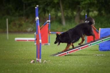 Çeviklik dengesinde bir köpek. Czech çeviklik yarışmasında harika bir gün. Ortanca uzmanlar. Anlamı A2..
