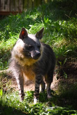 Hyaena brunnea hayvanat bahçesinde duruyor. Uzun saçlı, güzel bir hayvan..